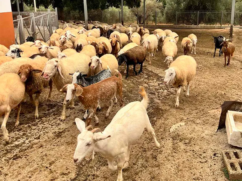 Οι υπηρεσίες μας